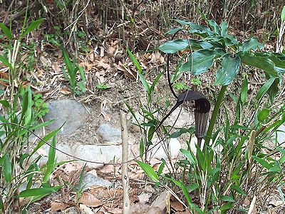 写真:釣り糸を垂らしたようなウラシマソウ