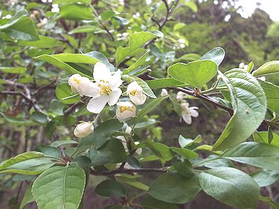 写真:ズミの花