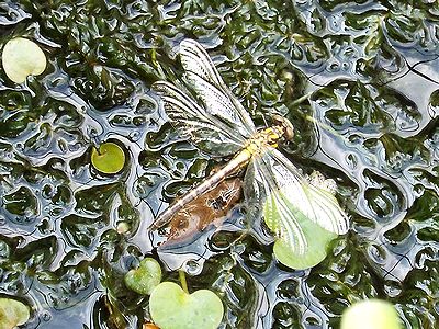写真:羽化したばかりで水草の上で翅が伸びるのをまつコサナエ
