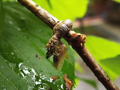 写真:体がまだ白色のタケウチトゲアワフキ