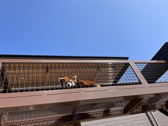 写真:レッサーパンダ(メスのフラン)