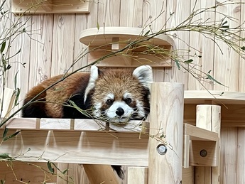写真:レッサーパンダ(オスのライム)