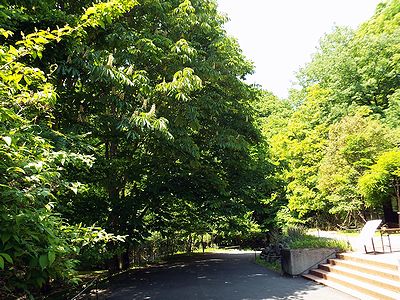 写真:緑が濃くなるハンミョウ広場