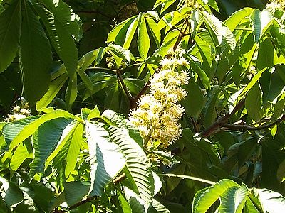 写真:白い小花が段々に咲いているトチノキの花