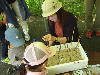 写真:羽化したチョウが登れるように棒をさした場所