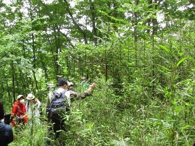 写真:柵で囲った移植地の中は植物が背高く繁茂している