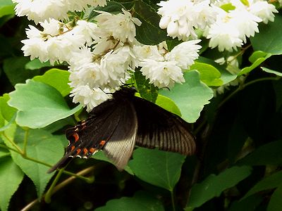 写真:黒色アゲハチョウの代表カラスアゲハ