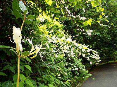 写真:白い花々が枝いっぱいに咲いている