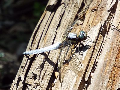 写真:体が太いシオヤトンボ