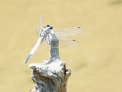 写真:平地でもよく見るシオカラトンボ