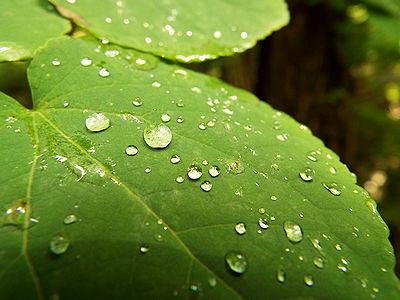 写真:カツラの葉の上に昨夜降った雨粒がコロコロと転がる