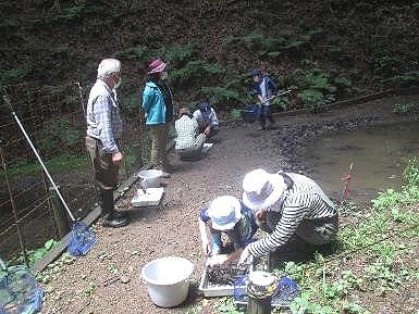 写真:池の泥の中から生きものを探す