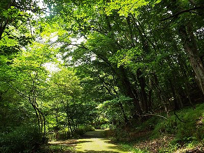 写真:緑色濃いさくらのみち