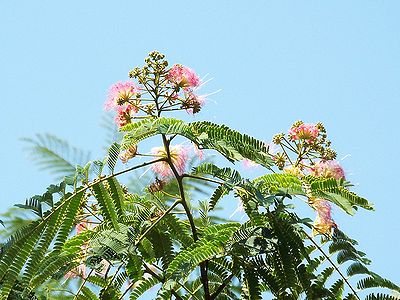 写真：ピンク色の花のネムノキ