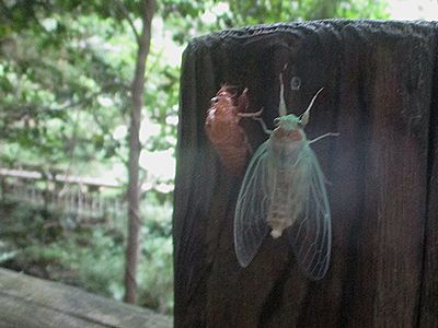 写真:ヒグラシの抜け殻と透明な羽化途中のセミ