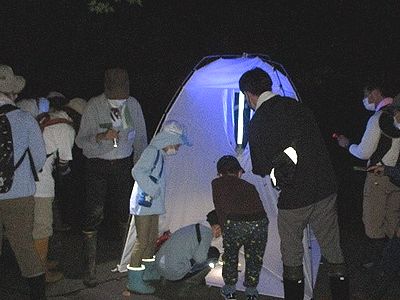 写真:中に明かりをつるした小型テントに寄る虫を観察する参加者