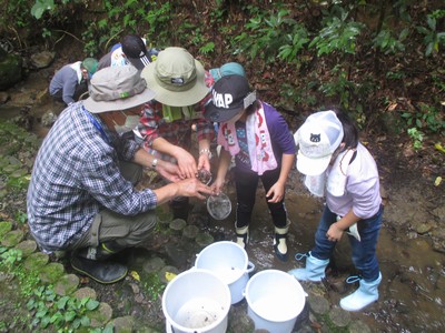 写真:沢で小さなざるを使って生きものを探す子供たち