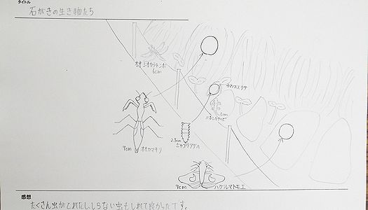 写真:石垣の草陰でみつけた昆虫やカナヘビなどをまとめた作品