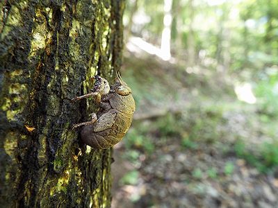 写真：泥をかぶったニイニイゼミの抜け殻