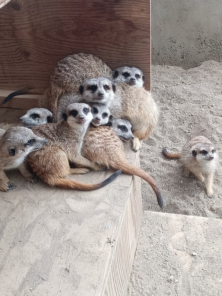 写真:8頭のミーアキャットたち