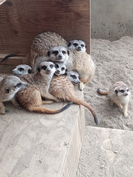 写真：8頭のミーアキャットたち