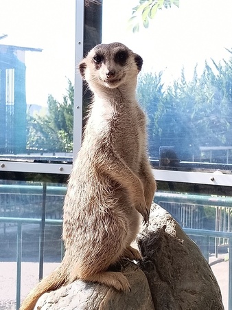 写真:見張りをする きんかん