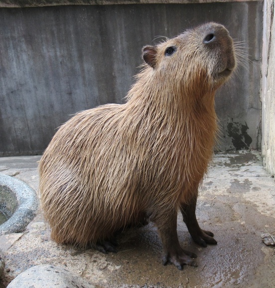 写真：カピバラのキヌ