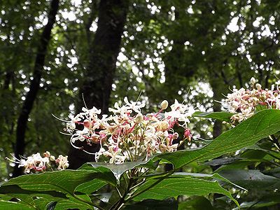 写真:木陰に咲くクサギの花