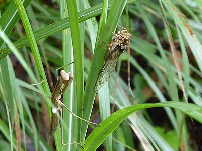 写真:ススキの葉にとまりセミを狙うオオカマキリ