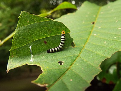 写真:葉の内側で頭をふりながら糸をはっているアオバセセリのイモムシ