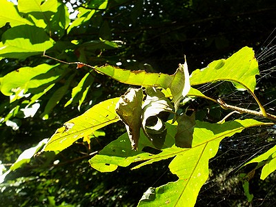 写真:葉の先を二つ折りにした幼虫の巣