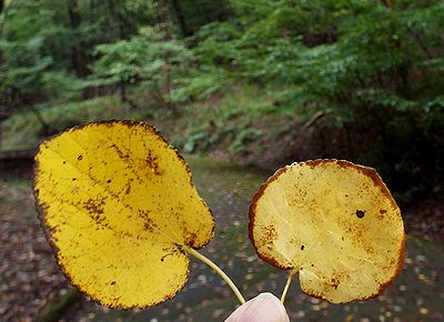 写真:丸い形のカツラの葉がまっ黄色になっている