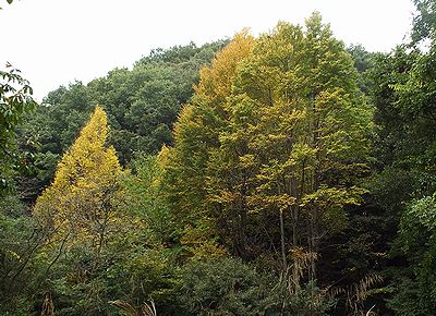 写真:カツラの木の黄葉が周囲の緑と対比し目立っている