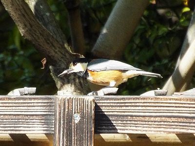 写真:ヒマワリの種をくわえて、少し頭を傾げているヤマガラ