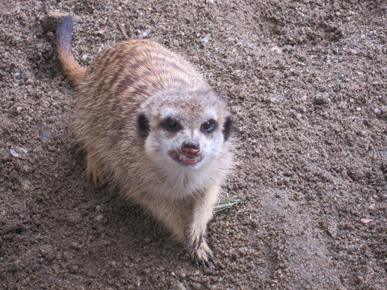 写真：エサを食べるゆず