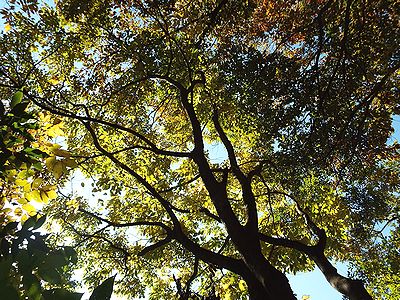 写真：エノキの大木を下から見上げると黄葉した葉の隙間から柔らかい光が入ってくる