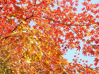 写真:真っ赤に色づいたイロハモミジ
