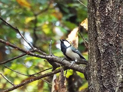 写真：枝をチョコチョコと動き回るシジュウカラ