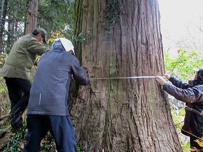 写真：参加者がメジャーで幹まわりを測っている