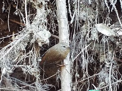 写真:保護色で見つけにくい、茶色い小鳥のミソサザイ