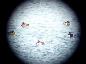 写真：渡良瀬川の堤防から観察をする参加者たち