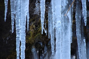 梨木の氷柱