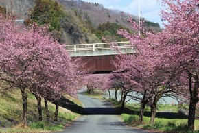 写真：黒保根運動公園河津桜