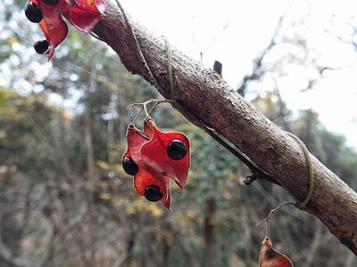 写真:3センチメートル程の赤い莢に黒い種が2つぶらさがっている