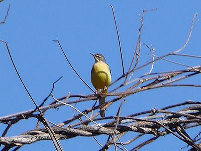 写真:胸が黄色いキセキレイ