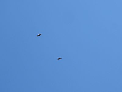 写真:青空に翼を広げて飛ぶノスリが2羽