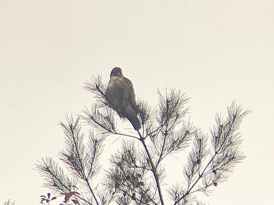 写真:最初の写真を拡大にして見たノスリ