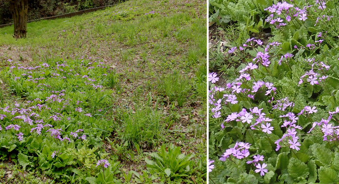 写真：B地区　サクラソウの開花状況