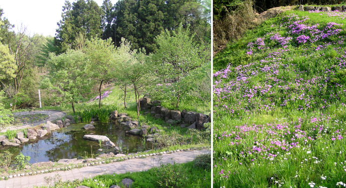 写真：C地区　サクラソウふれあい公園（公園内奥のサクラソウ、開花の詳細）