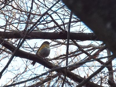 写真:枝にとまり、ヒッヒッと鳴いているルリビタキ